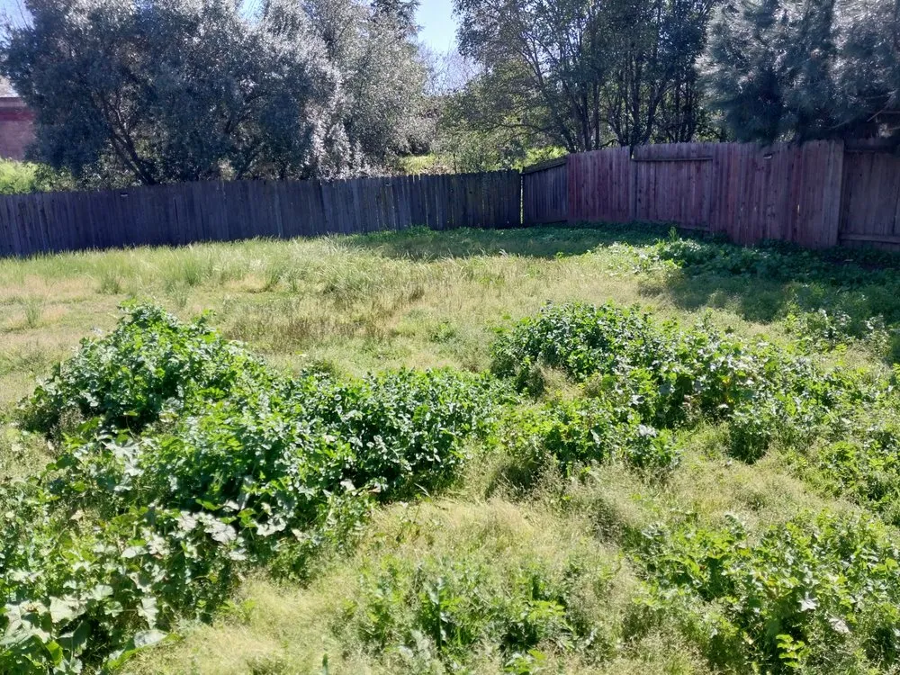 Reliable residential landscaping in Arden-Arcade, CA - Bay Bloom