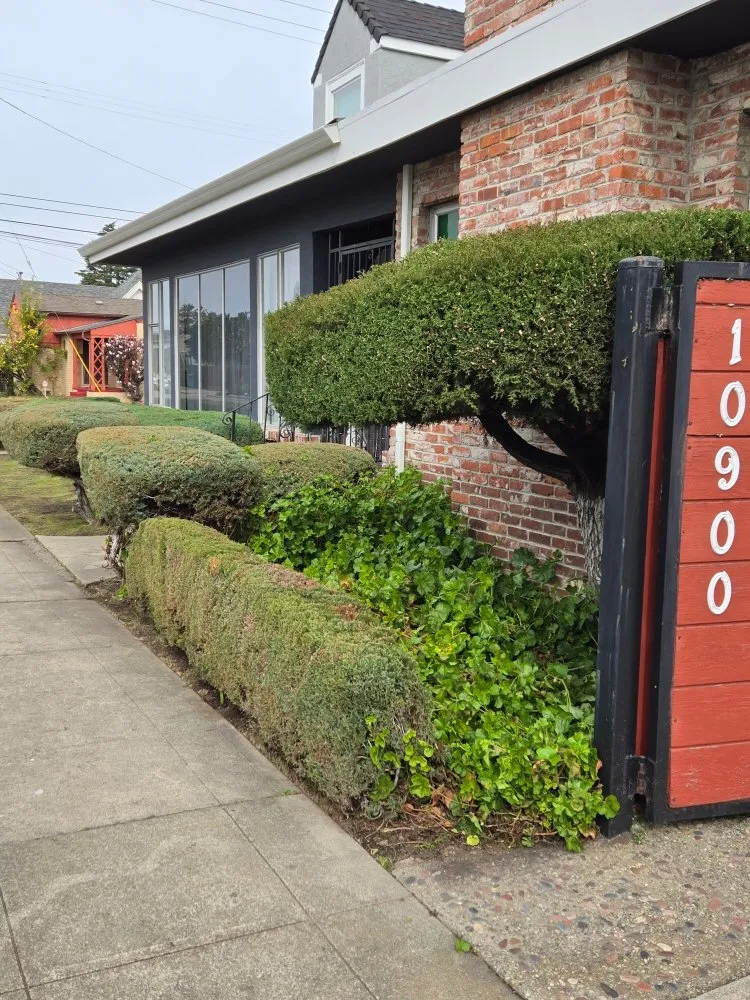 Reliable yard maintenance in Richmond, CA - Bay City Landscape and Handyman