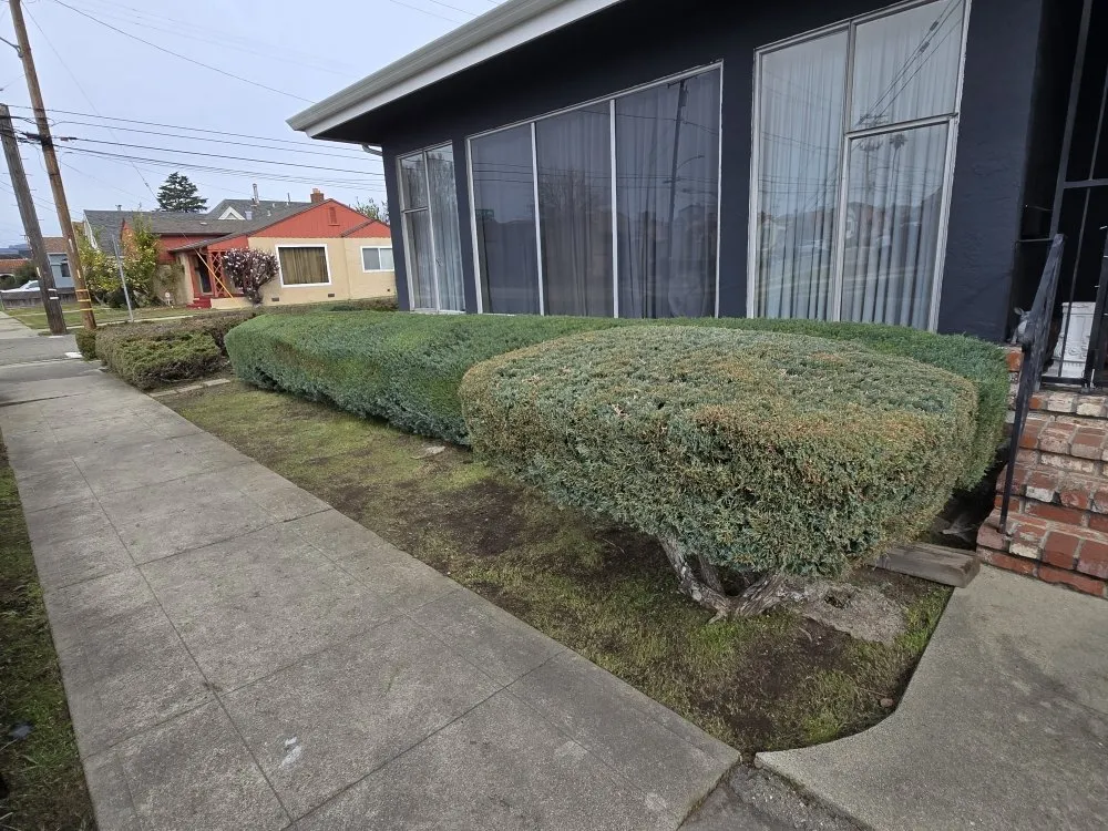 Professional residential landscaping for year-round maintenance across Richmond, CA - Bay City Landscape and Handyman