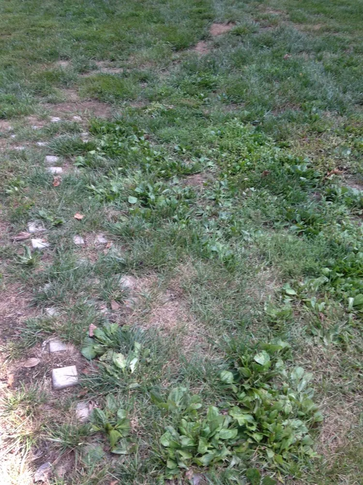 Affordable landscaping services for homes across Sterling, VA - Bay Country Lawns