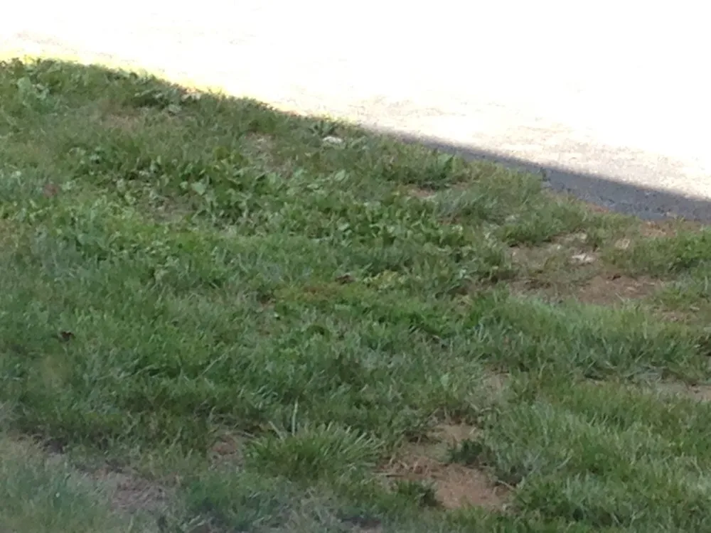 Professional lawn mowing service in Sterling, VA - Bay Country Lawns