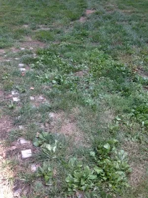 Bay Country Lawns Logo