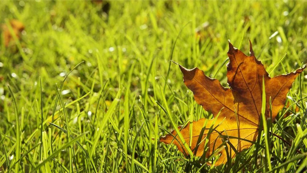 Top-rated lawn mowing service experts serving McDaniel, MD - Bay Creek Services