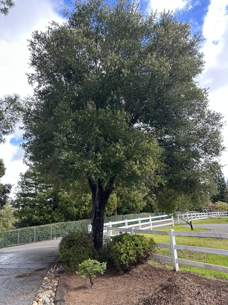 Top-rated lawn mowing service in Morgan Hill, CA by Bay Garden