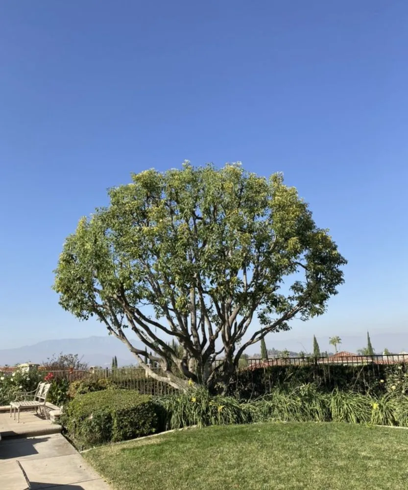 Trusted yard cleanup service for homes across Oakland, CA - Bay Landscape