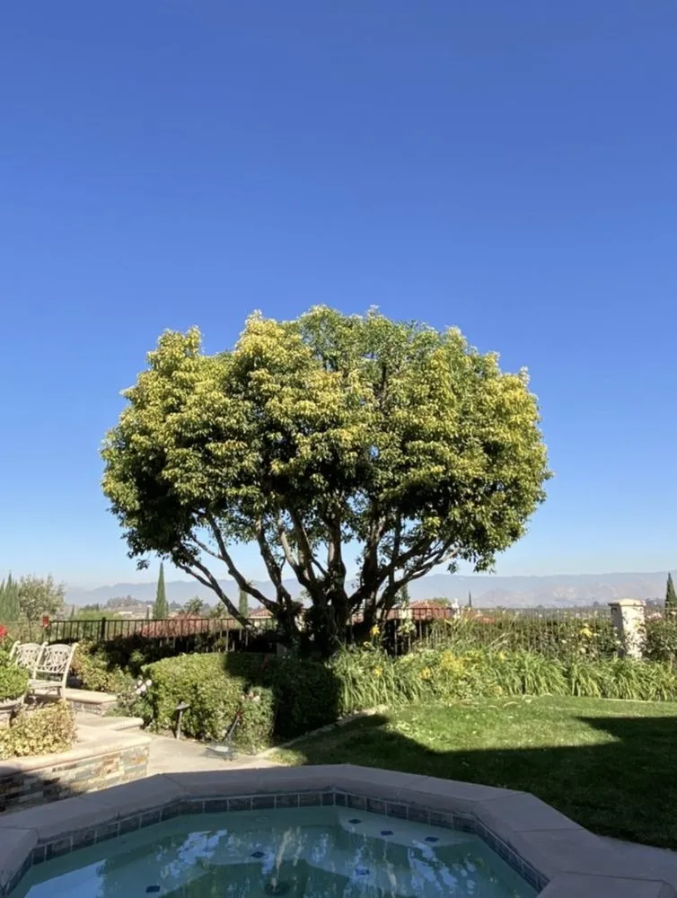 Professional yard maintenance in Oakland, CA by Bay Landscape