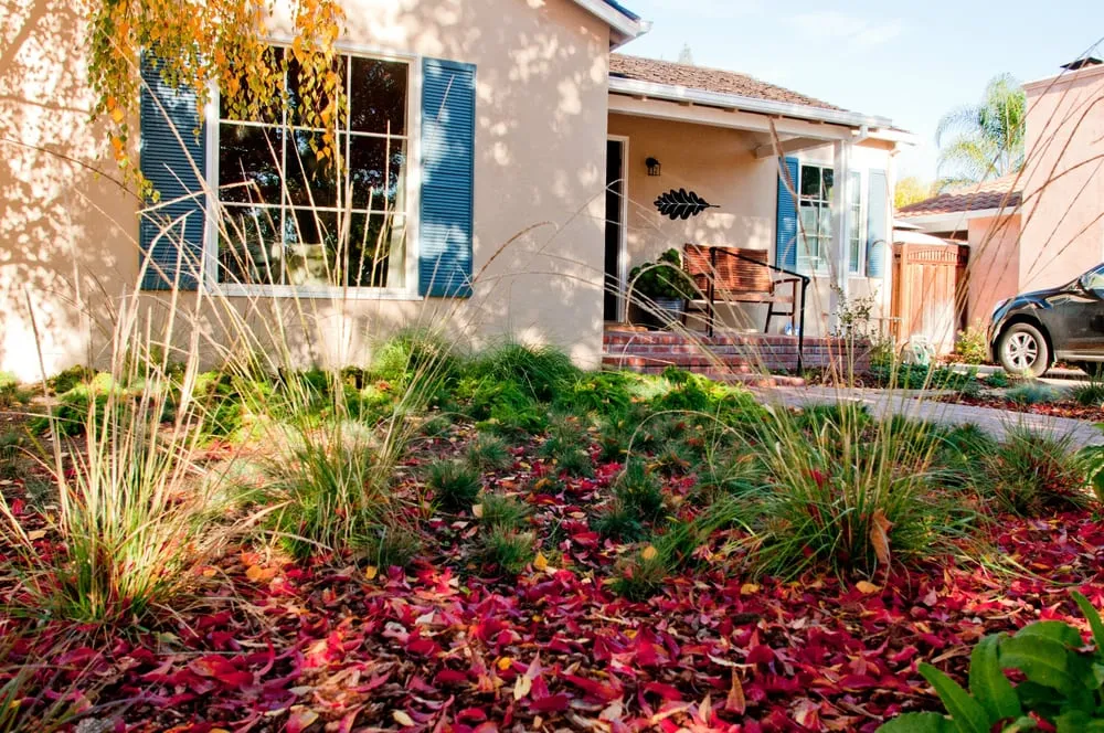 Professional landscape design for beautiful yards across San Jose, CA - Bay Maples Wild California Gardens