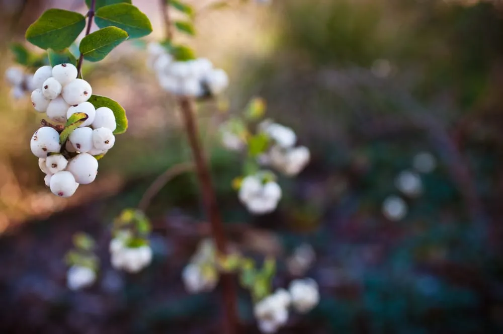 Reliable yard cleanup service in San Jose, CA by Bay Maples Wild California Gardens