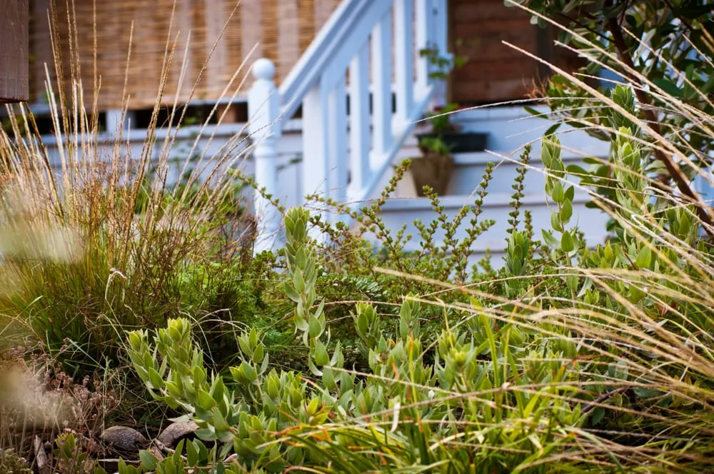 Expert landscape design experts serving San Jose, CA - Bay Maples Wild California Gardens