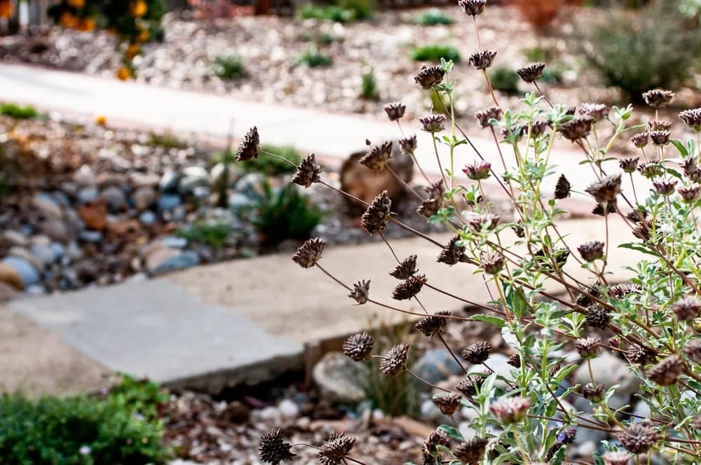 Expert yard cleanup service experts serving San Jose, CA - Bay Maples Wild California Gardens