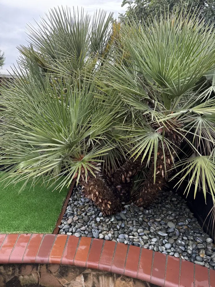 Reliable lawn mowing service for year-round maintenance in San Jose, CA by Bay Pro Landscaping