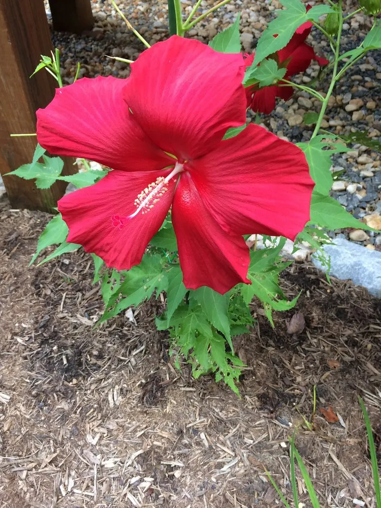 Custom lawn care service in Annapolis, MD by Bay Ridge Lawn & Landscape