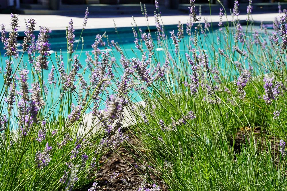 Custom landscape design for year-round maintenance across Mountain View, CA - Bay Scenery