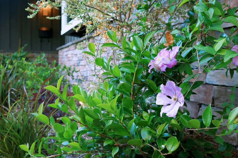 Reliable landscaping services in Richmond, CA - Bay Stone Landscaping