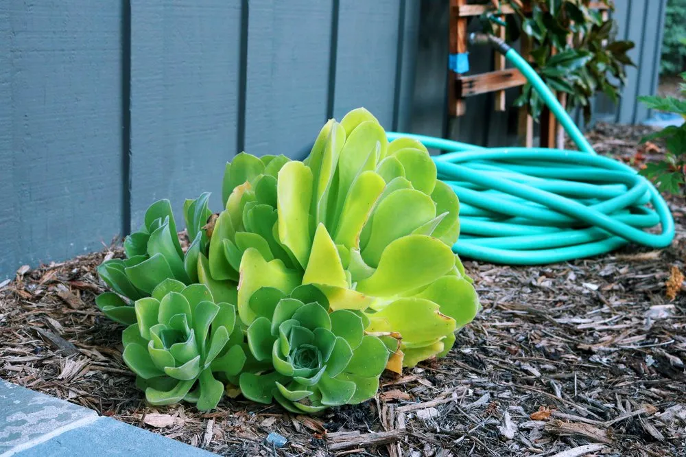 Custom outdoor landscaping with custom design in Richmond, CA by Bay Stone Landscaping