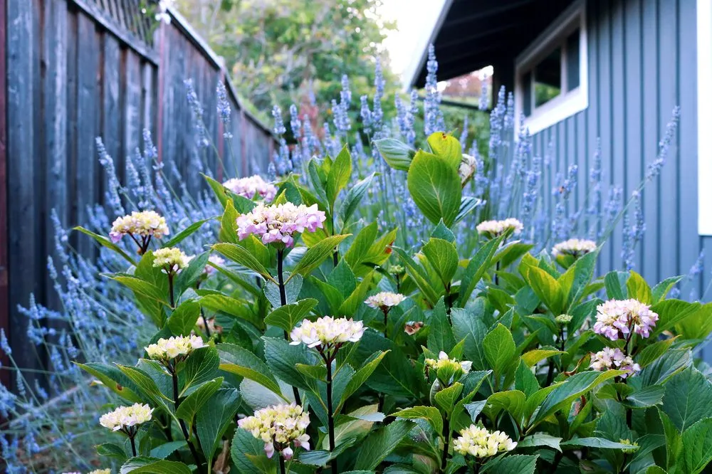 Reliable lawn care service in Richmond, CA by Bay Stone Landscaping