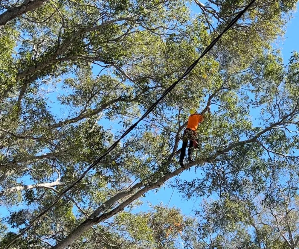 Top-rated landscaping services experts serving Tarpon Springs, FL - Bay to Bay Tree Service and Land Clearing