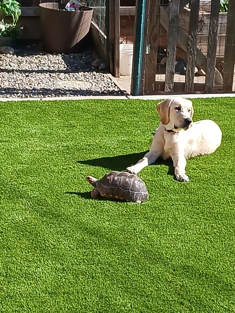 Local residential landscaping for outdoor upgrades across Ceres, CA - Bay Valley Synthetic Turf