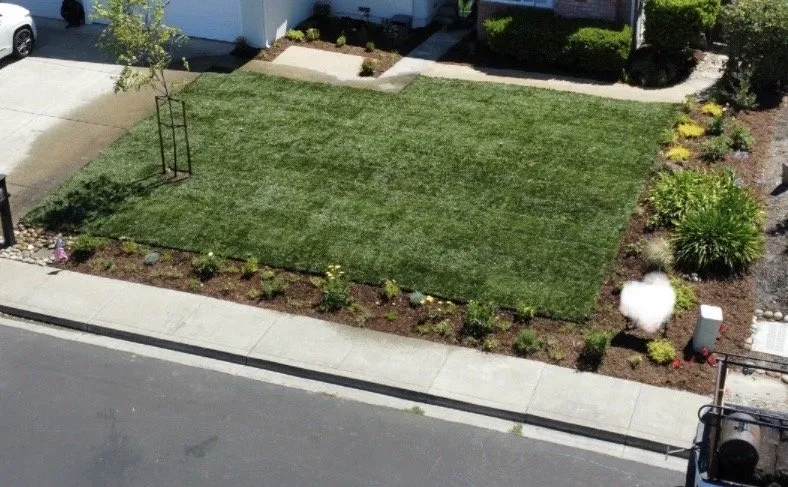 Professional yard cleanup service experts serving Richmond, CA - Bay Vista Landscape