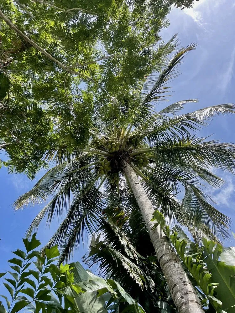 Reliable landscaping services for year-round maintenance in Miami, FL by Bayamito & Sons Tree Trimming & Stump Removal