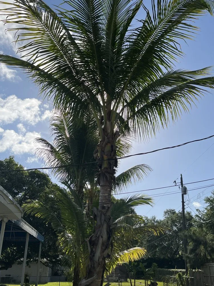 Professional landscape installation for beautiful yards across Miami, FL - Bayamito & Sons Tree Trimming & Stump Removal