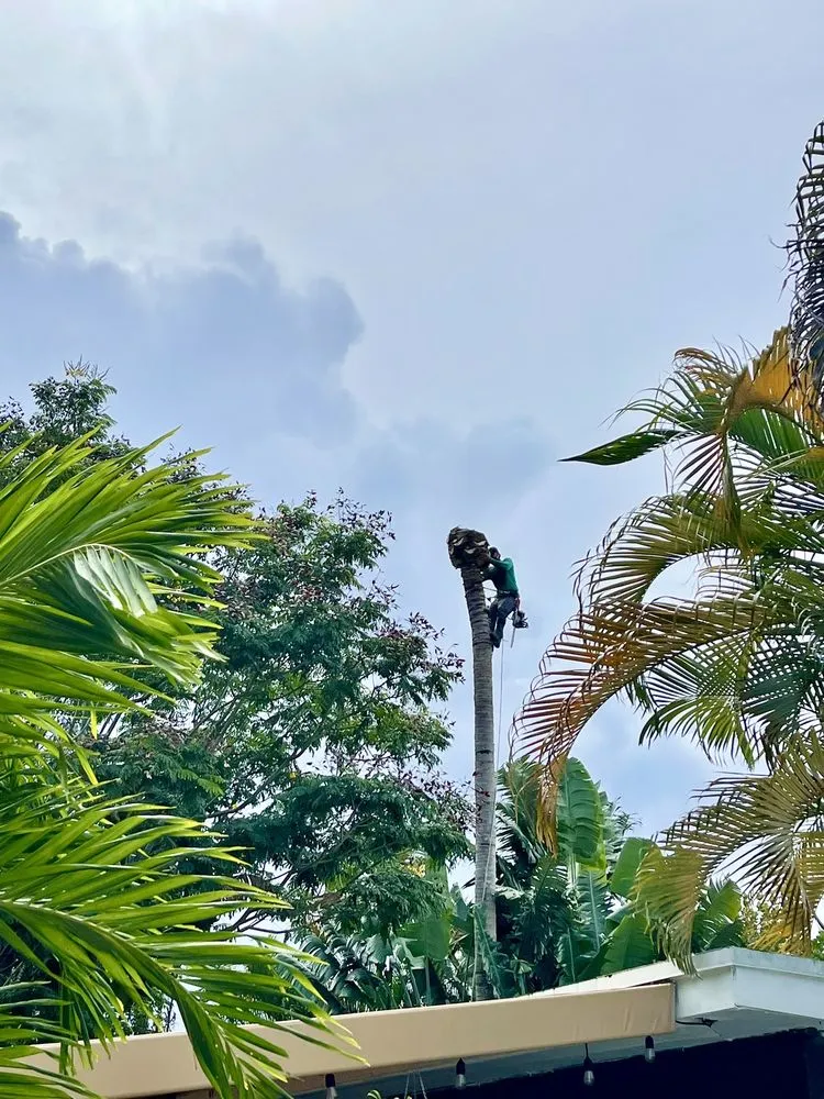 Expert yard cleanup service in Miami, FL by Bayamito & Sons Tree Trimming & Stump Removal
