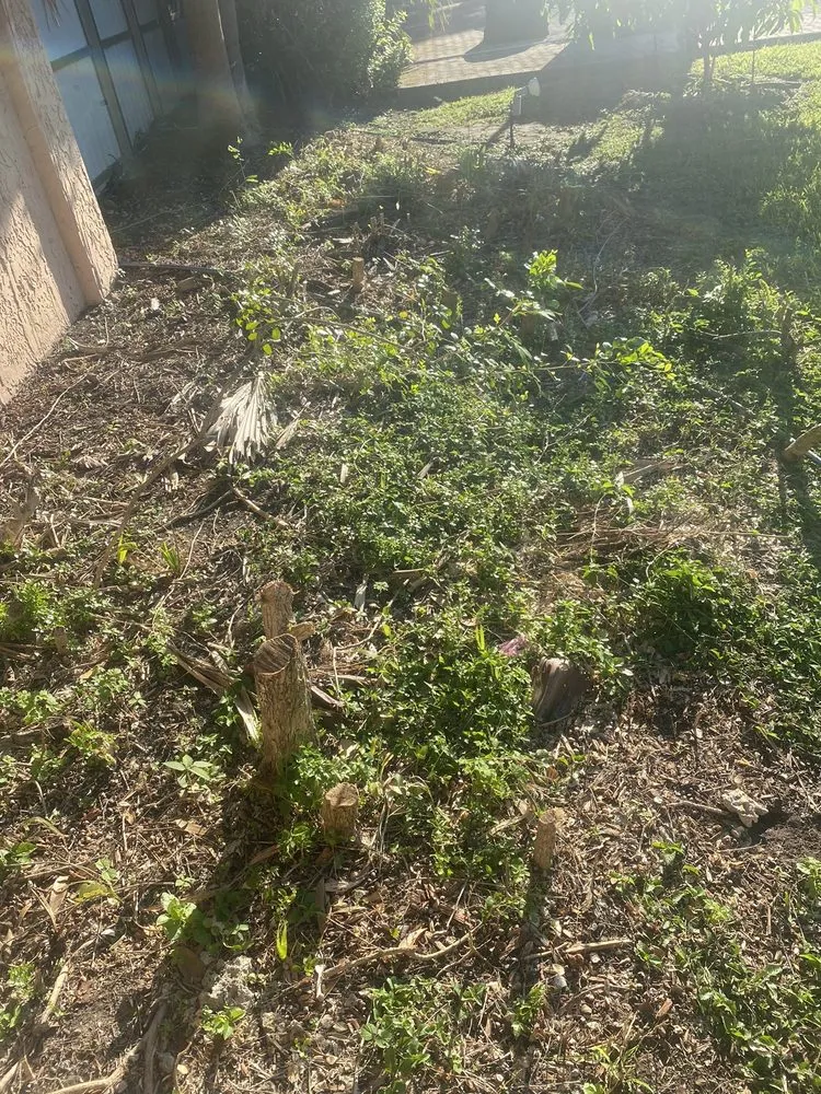 Top-rated outdoor landscaping in Miami, FL - Bayamito & Sons Tree Trimming & Stump Removal