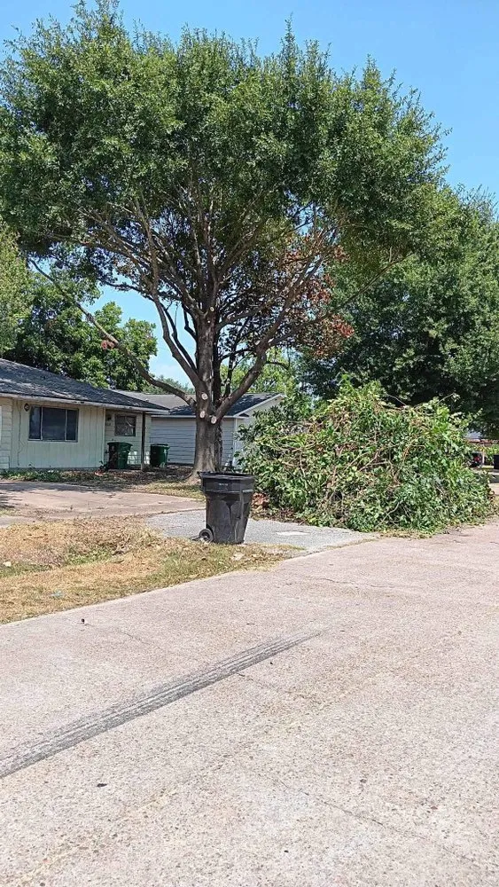 Expert landscape installation in Houston, TX by Bayardo Landscaping Service