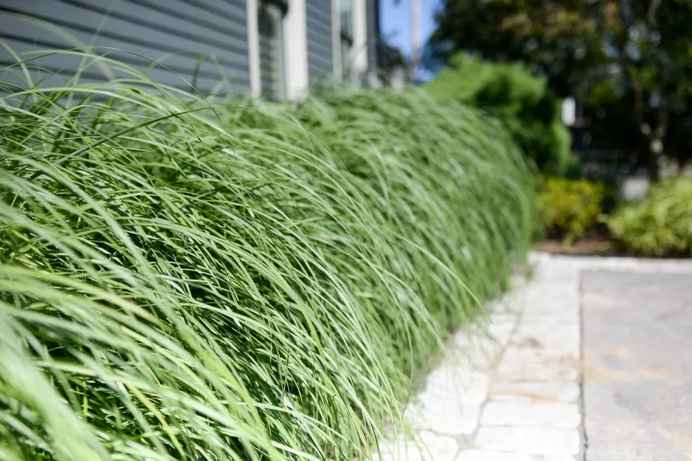 Expert outdoor landscaping in Hampton, NH by Bayberry & Co