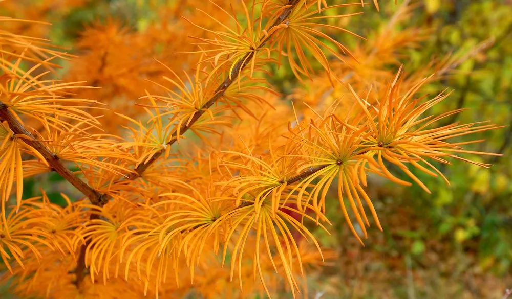Professional outdoor landscaping in Hampton, NH by Bayberry & Co