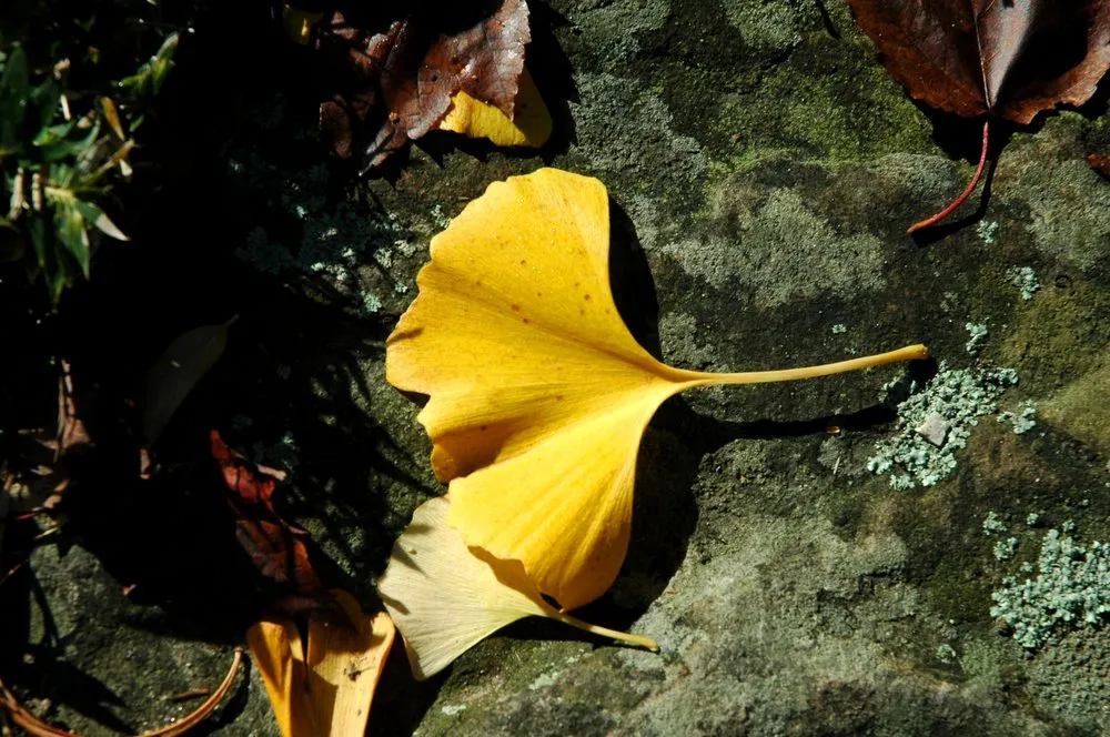 Reliable yard cleanup service in Hampton, NH - Bayberry & Co