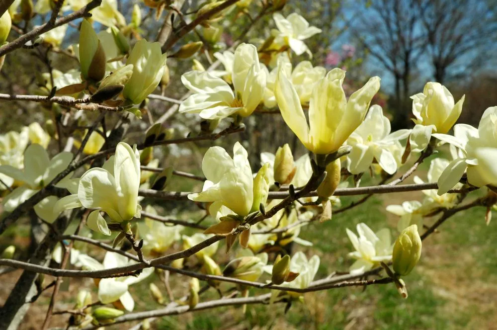 Custom garden landscaping in Hampton, NH - Bayberry & Co