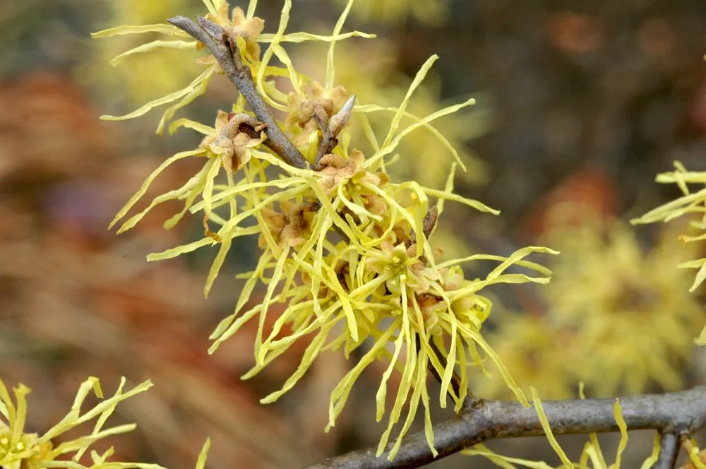 Local residential landscaping experts serving Hampton, NH - Bayberry & Co