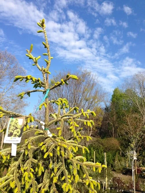 Trusted outdoor landscaping in Truro, MA - Bayberry Gardens