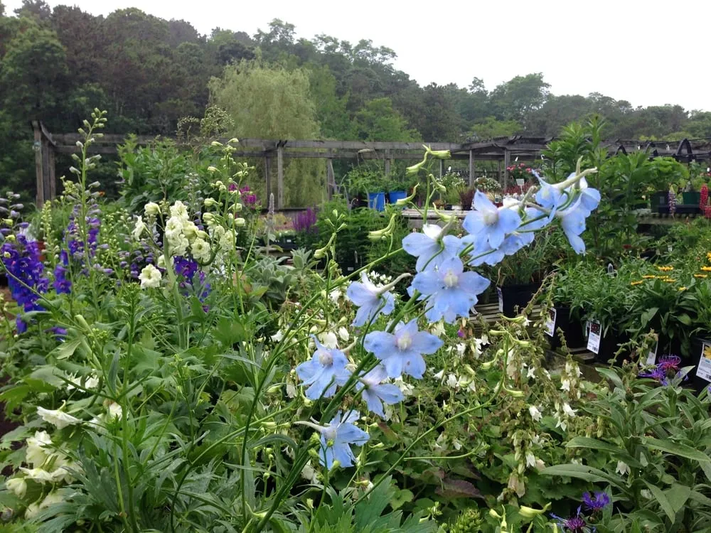 Local lawn mowing service experts serving Truro, MA - Bayberry Gardens