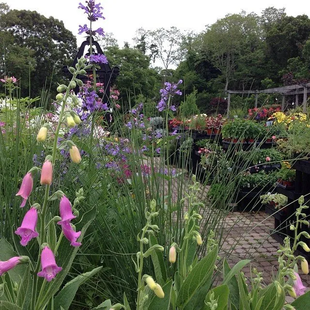 Trusted outdoor landscaping in Truro, MA by Bayberry Gardens