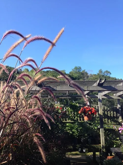Affordable landscape design in Truro, MA - Bayberry Gardens