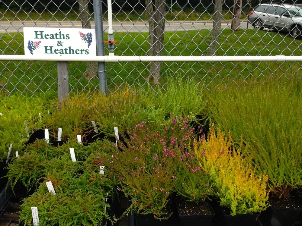 Local yard maintenance near you across Truro, MA - Bayberry Gardens