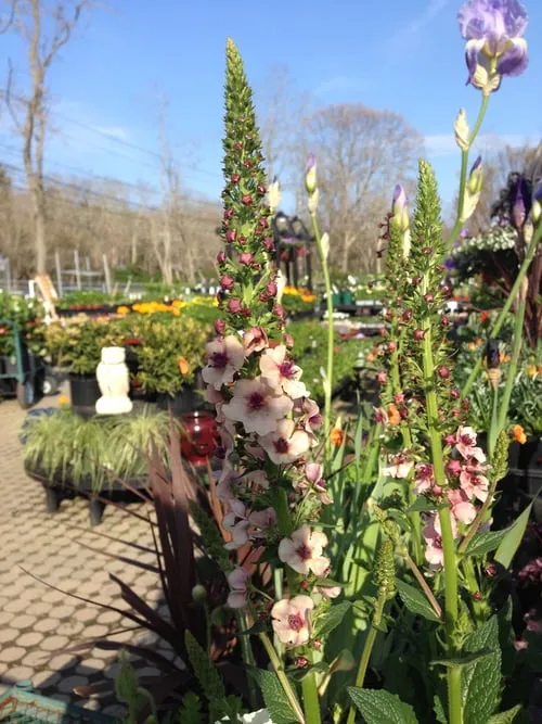 Professional landscaping services experts serving Truro, MA - Bayberry Gardens