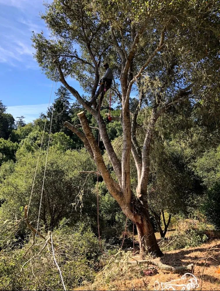 Affordable lawn mowing service for year-round maintenance in Petaluma, CA by Bayo Landscaping