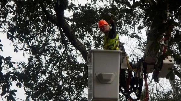 Bayouside Tree Service