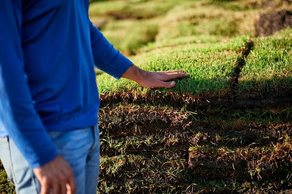 Affordable yard maintenance in Bradenton, FL - Bayside Sod