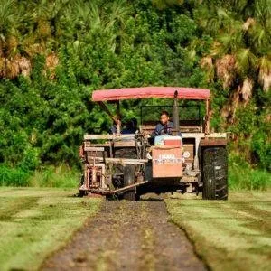 Expert yard cleanup service in Bradenton, FL - Bayside Sod