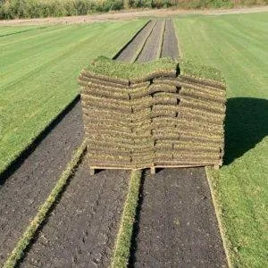 Reliable outdoor landscaping experts serving Bradenton, FL - Bayside Sod