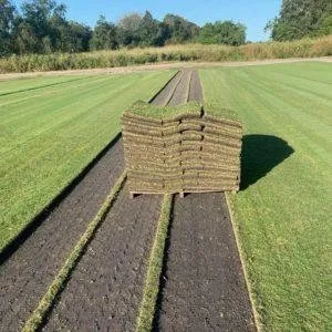 Expert yard cleanup service in Bradenton, FL by Bayside Sod