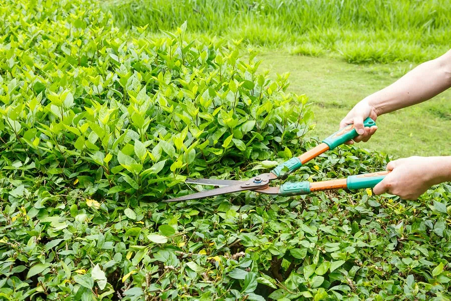 Custom yard cleanup service for residential properties across Baytown, TX - Baytown Tree Care