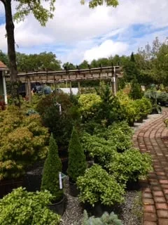 Expert yard cleanup service experts serving Northfield, NJ - Bayview Garden Nurseries