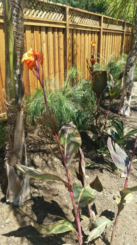 Expert yard maintenance in San Jose, CA - Bayview Landscape and Maintenance