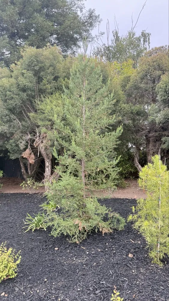 Local yard maintenance in San Jose, CA by Bayview Landscape and Maintenance