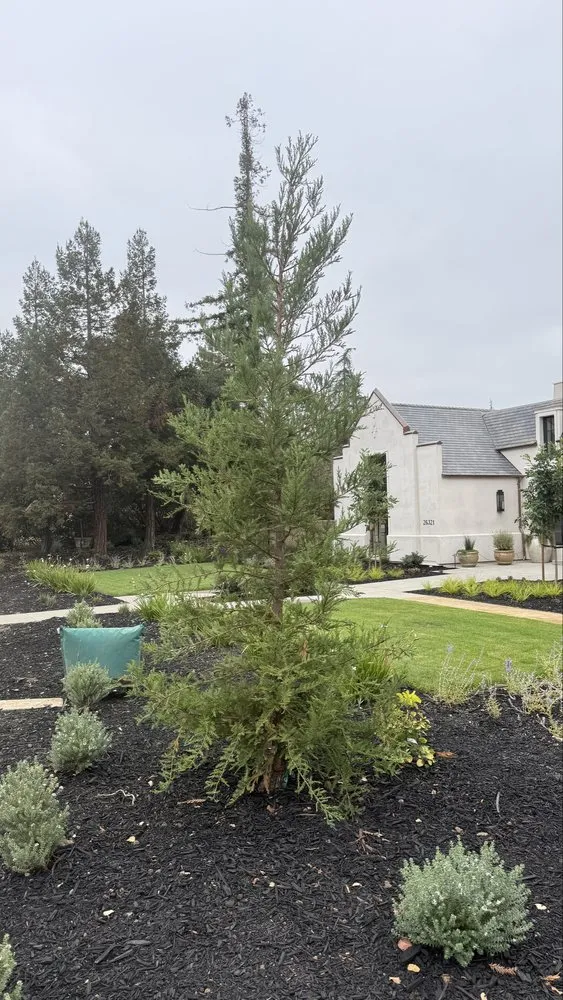 Top-rated lawn care service for homes in San Jose, CA by Bayview Landscape and Maintenance